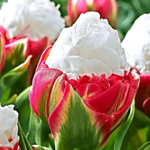 25 Assorted Tulip Bulbs for Fall, Tulip Bulb, Tulip Flower Bulbs, Large Bulbs, Tulip Bulbs for Gardening Outdoors Indoors, Easy to Plant