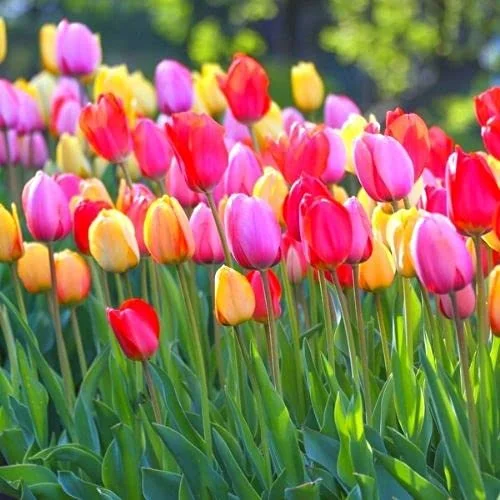 25 Assorted Tulip Bulbs for Fall, Tulip Bulb, Tulip Flower Bulbs, Large Bulbs, Tulip Bulbs for Gardening Outdoors Indoors, Easy to Plant