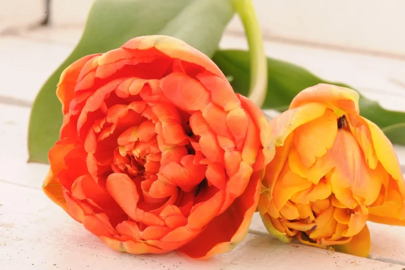 25 Assorted Tulip Bulbs for Fall, Tulip Bulb, Tulip Flower Bulbs, Large Bulbs, Tulip Bulbs for Gardening Outdoors Indoors, Easy to Plant