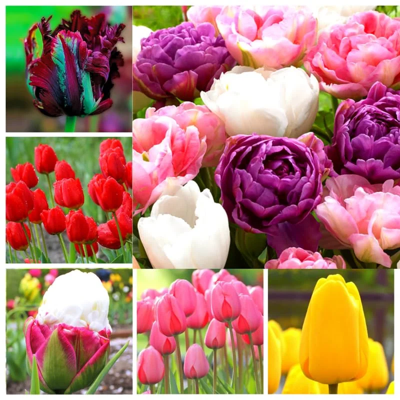 25 Assorted Tulip Bulbs for Fall, Tulip Bulb, Tulip Flower Bulbs, Large Bulbs, Tulip Bulbs for Gardening Outdoors Indoors, Easy to Plant