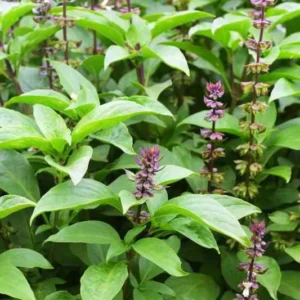 Basil Plants Live, 2 Sweet Basil Plants, Live Basil Plants, Basil Live Plants, 3 to 5 Inches Long, Basil Plant Live