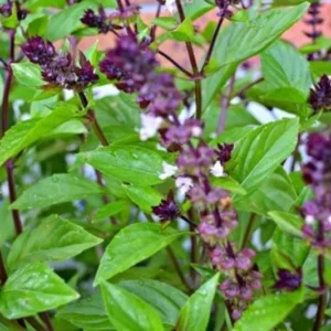 Basil Plants Live, 2 Sweet Basil Plants, Live Basil Plants, Basil Live Plants, 3 to 5 Inches Long, Basil Plant Live