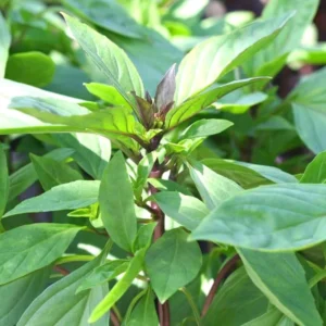 Basil Plants Live, 2 Sweet Basil Plants, Live Basil Plants, Basil Live Plants, 3 to 5 Inches Long, Basil Plant Live