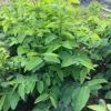 15 Katuk Cuttings, Katuk Sweet Leaf Plant, Katuk Plant Live, 4 to 6 Inches Tall, Katuk Live Plant, No Root, Not Plant