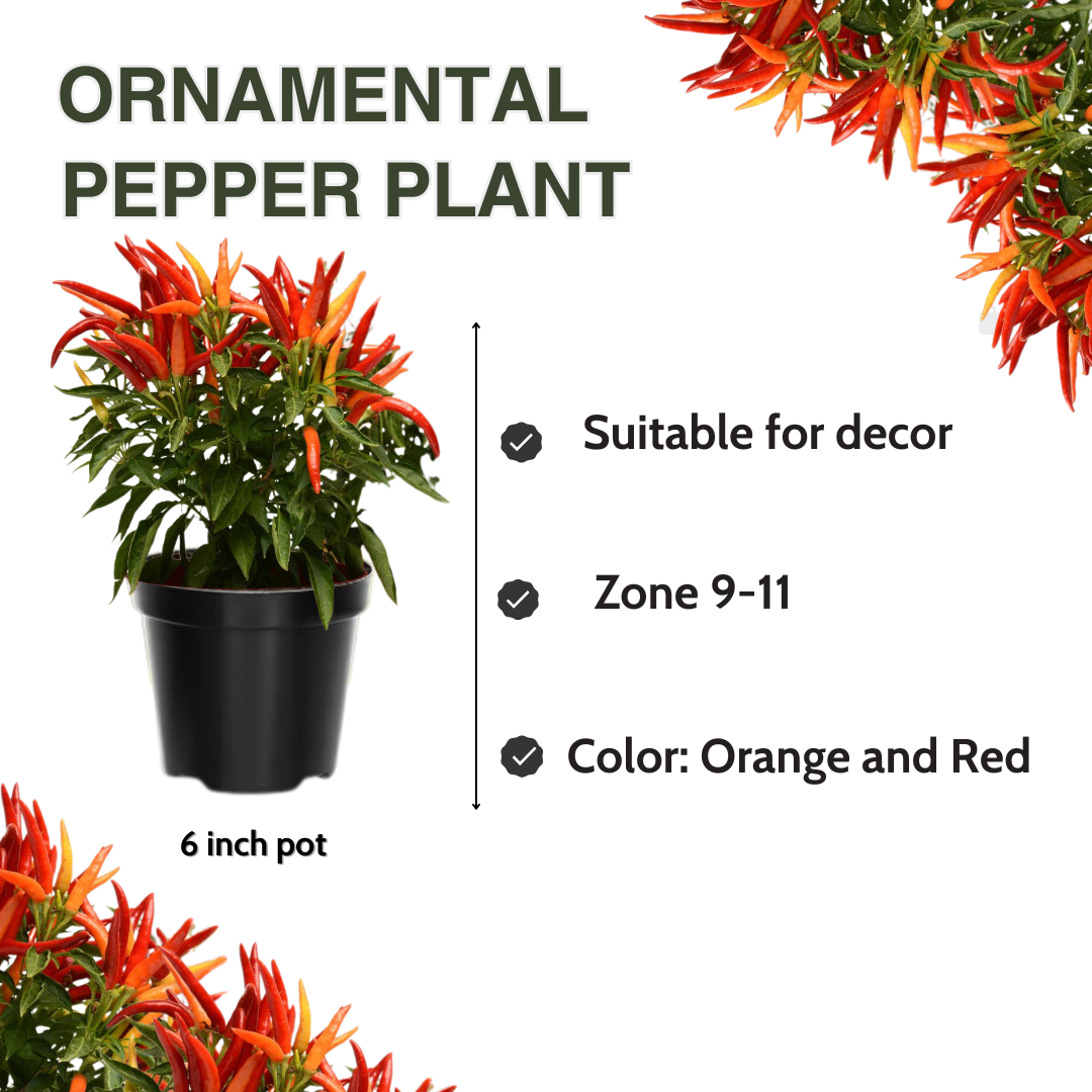 Multicolor Pepper Plant - 4 Inch Pot -Decorative Pepper Plant- Vibrant and Colorful Vegetable Plant - Image 6