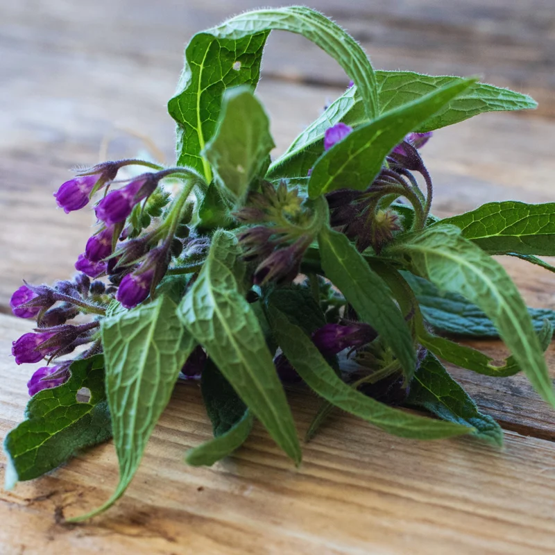 15 Comfrey Roots for Planting - Live Comfrey Roots for Indoor Outdoor Herb Garden - Comfrey Plants Live