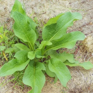 15 Comfrey Roots for Planting - Live Comfrey Roots for Indoor Outdoor Herb Garden - Comfrey Plants Live