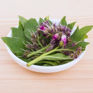 Comfrey Plants Live - Set of 15 Roots for Easy Growing, Indoor Outdoor Garden, Comfrey Live Plants Roots