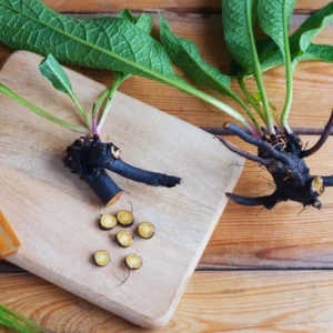 Comfrey Plants Live - Set of 15 Roots for Easy Growing, Indoor Outdoor Garden, Comfrey Live Plants Roots