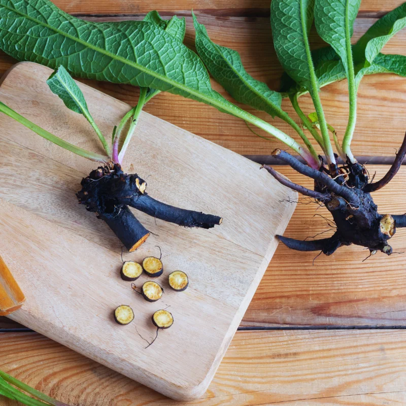 Comfrey Plants Live - Set of 15 Roots for Easy Growing, Indoor Outdoor Garden, Comfrey Live Plants Roots