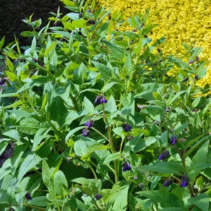 Comfrey Plants Live - Set of 15 Roots for Easy Growing, Indoor Outdoor Garden, Comfrey Live Plants Roots