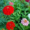 Zinnia Flower Plants Live in Pot, Mix Zinnia Plants Live, 2 Live Zinnia Starter Plants Between 4 and 5 Inc Long Plants, 2 Plants Per Each Pot