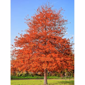 Southern Red Oak Tree Live Plant,  Hardy Oak Tree in Quart Pot, 1 Year Old Live Oak Tree Plant for Planting Outdoor, Shade Landscaping, Dormant in Winter