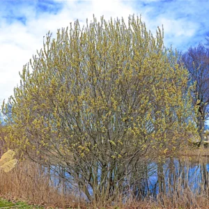 Pussy Willow Tree Live Planti in 2.5 Inch Pot, Early Spring Blooms Pussy Willow Branches for Outdoor Planting, Cold Hardy