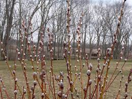 Pussy Willow Live Plant in 2.5 Inch Pot, Pussy Willow Branches for Planting, Pussy Willow Tree Dormant in Winter, Early Spring Blooms - Image 2