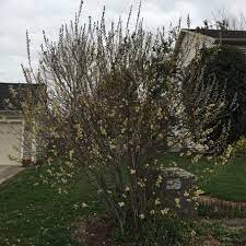 Pussy Willow Plant Tree, Hardy Pussy Willow Live Tree in 2.5 Inch Pot, Early Spring Blooms Pussy Willow Branches for Outdoor Planting - Image 2