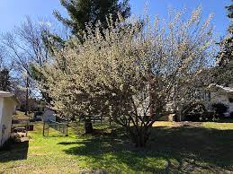 Pussy Willow Live Plant in 2.5 Inch Pot, Pussy Willow Branches for Planting, Pussy Willow Tree Dormant in Winter, Early Spring Blooms