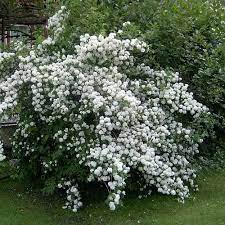 Philadelphus Snowflake Mock Orange Shrub in Quart Pot, Mock Orange Bush Tree Live Plant in Quart Pot, White Climbing Bush Shrub Tree, Fragrant Shrub