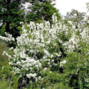 Snowflake Mock Orange Bush Shrub, Philadelphus Mock Orange Tree Live Plant in Quart Pot, White Climbing Bush Shrub Tree, Fragrant Shrub