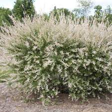 Dappled Willow Shrub Live Plant, Willow Tree Salix, Hardy Ornamental Plant, Colorful Light Green and Pink White Leaf, Dormant in Winter, 6 Inc to 1 Ft Tall in 2.5 Inc Pot
