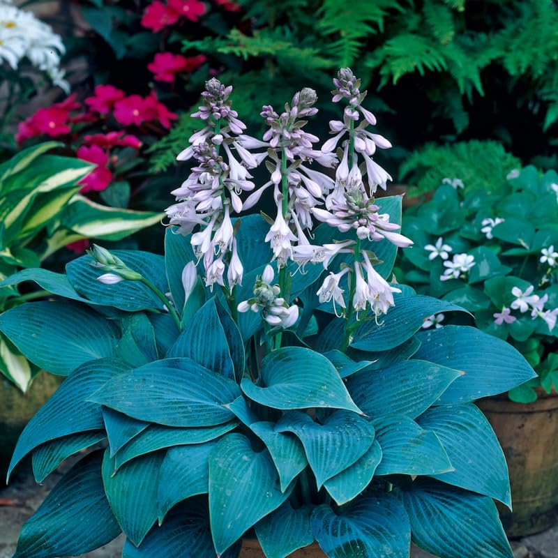 Live Blue Hosta Plant, Hardy Perennial Blue Hosta Plant in Quart Pot, Hosta for Shade Gardens, Planting Indoor Outdoor - Image 4