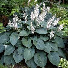 Live Blue Hosta Plant, Hardy Perennial Blue Hosta Plant in Quart Pot, Hosta for Shade Gardens, Planting Indoor Outdoor - Image 2