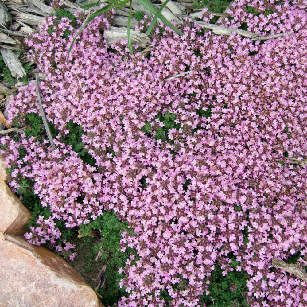 5 Creeping Thyme Ground Cover Plants - In 3.5 Inc Pot - Beautiful Perennial Live Plants for Landscaping and Gardening - Image 4