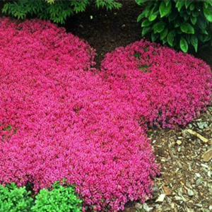 5 Creeping Thyme Ground Cover Plants - In 3.5 Inc Pot - Beautiful Perennial Live Plants for Landscaping and Gardening