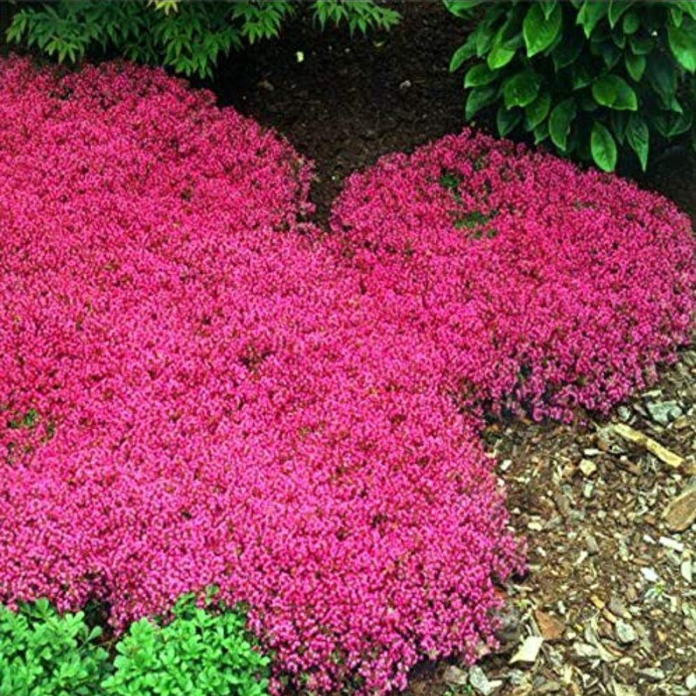 5 Creeping Thyme Ground Cover Plants - In 3.5 Inc Pot - Beautiful Perennial Live Plants for Landscaping and Gardening