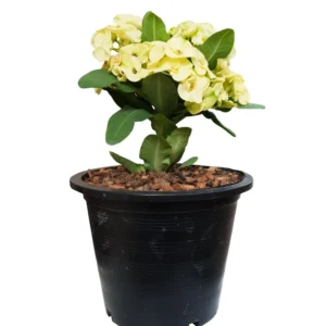 Euphorbia Crown Of Thorns Plant 5 To 7 Inches Tall No Pot, Euphorbia Milii Plant, Crown Of Thorns Plant Live, House Plant