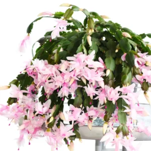 Christmas Cactus Live Plant, Cactus House Plants Indoor Live From 4 Inches No Pot, Cactus Flower Plant