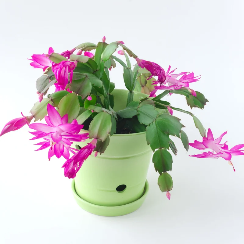 Christmas Cactus Live Plant, Cactus House Plants Indoor Live From 4 Inches No Pot, Cactus Flower Plant