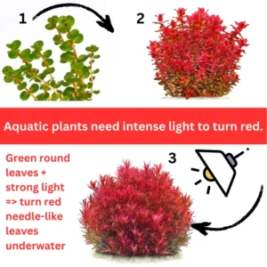 Rotala Aquarium Plants Mix Stems, No Root, 7 Species Aquarium Plants Live Freshwater, Live Fish Tank Plants