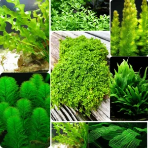 Green Aquarium Plants Mix Stems, No Root, 7 Species Aquarium Plants Live Freshwater, Live Fish Tank Plants