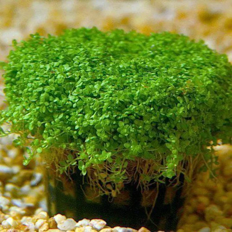 Green Aquarium Plants Mix Stems, No Root, 7 Species Aquarium Plants Live Freshwater, Live Fish Tank Plants