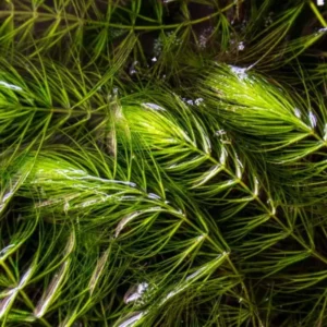 Green Aquarium Plants Mix Stems, No Root, 7 Species Aquarium Plants Live Freshwater, Live Fish Tank Plants