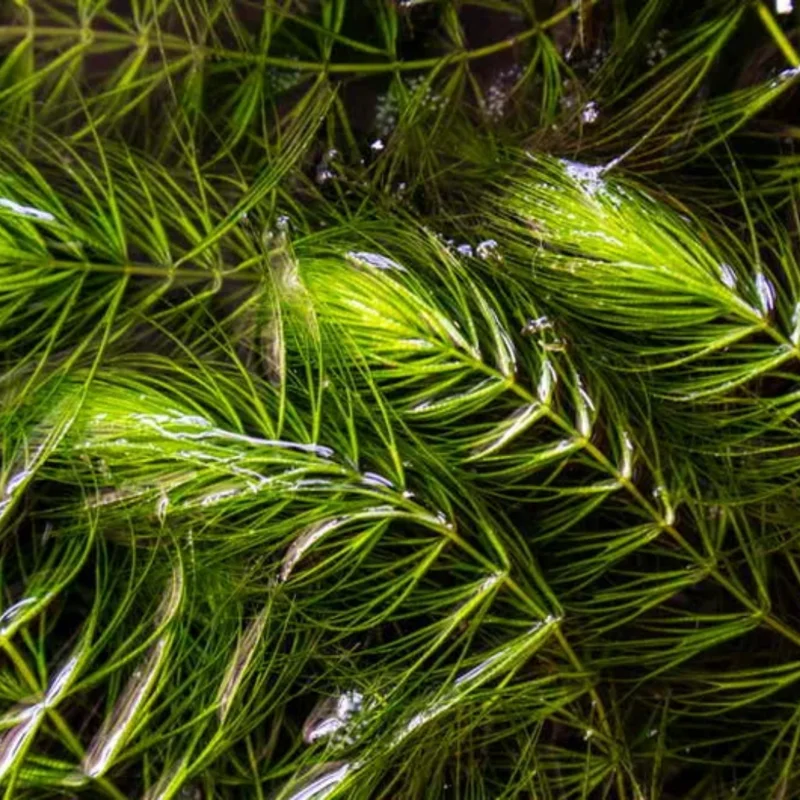 Green Aquarium Plants Mix Stems, No Root, 7 Species Aquarium Plants Live Freshwater, Live Fish Tank Plants