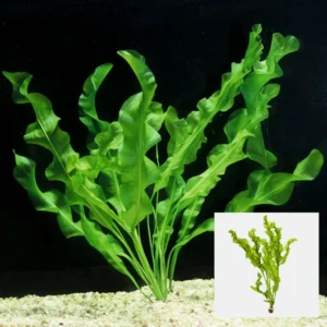 Green Aquarium Plants Mix Stems, No Root, 7 Species Aquarium Plants Live Freshwater, Live Fish Tank Plants