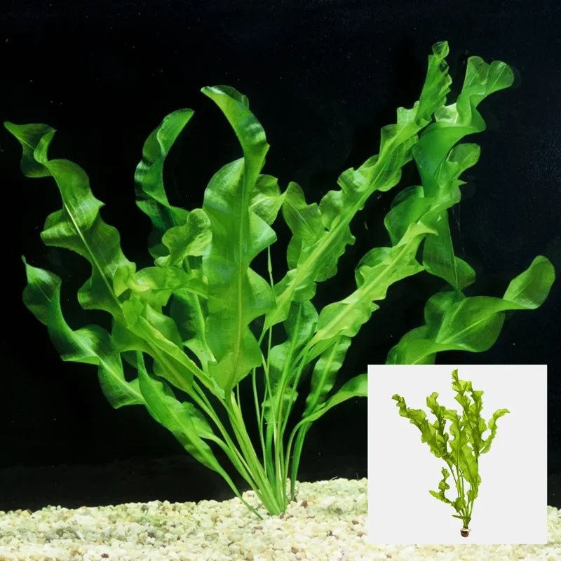 Green Aquarium Plants Mix Stems, No Root, 7 Species Aquarium Plants Live Freshwater, Live Fish Tank Plants