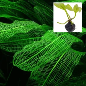 Green Aquarium Plants Mix Stems, No Root, 7 Species Aquarium Plants Live Freshwater, Live Fish Tank Plants