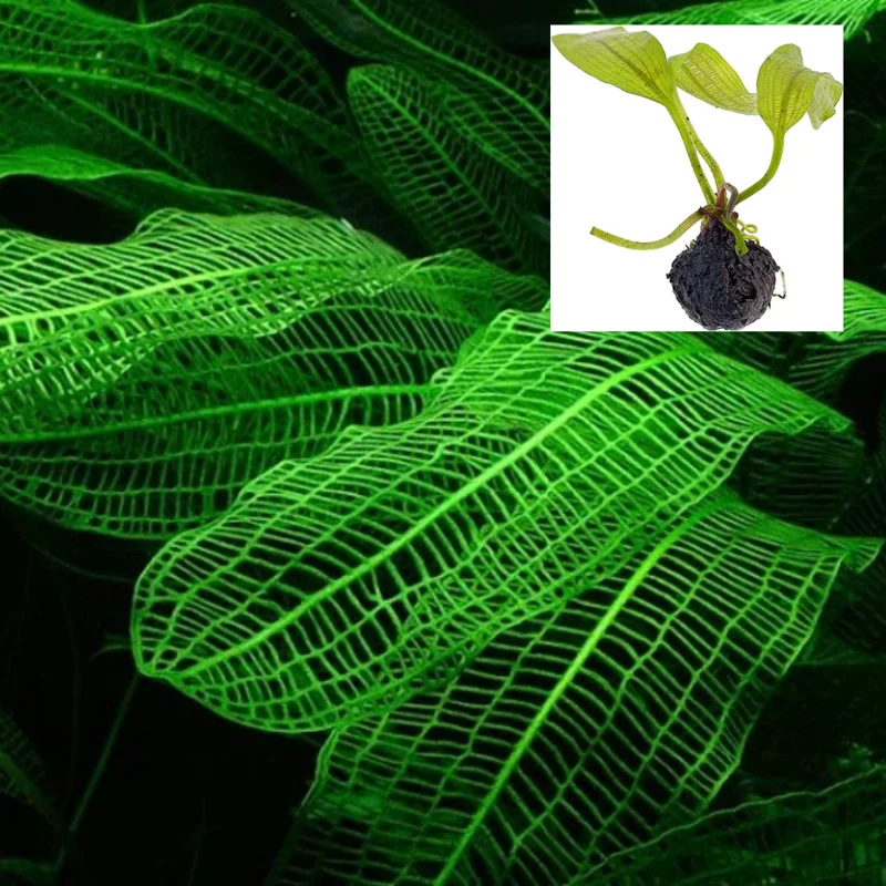 Green Aquarium Plants Mix Stems, No Root, 7 Species Aquarium Plants Live Freshwater, Live Fish Tank Plants