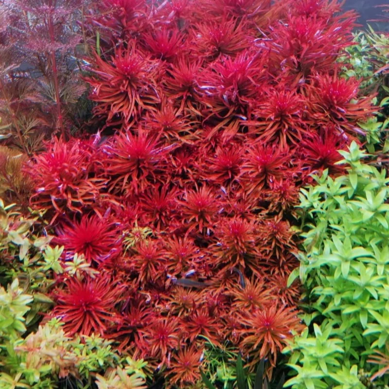 7 Rotala Walichii Plants Live Aquarium, Whorly Rotala Live Plants for Freshwater Aquarium, Live Plants for Fish Tanks