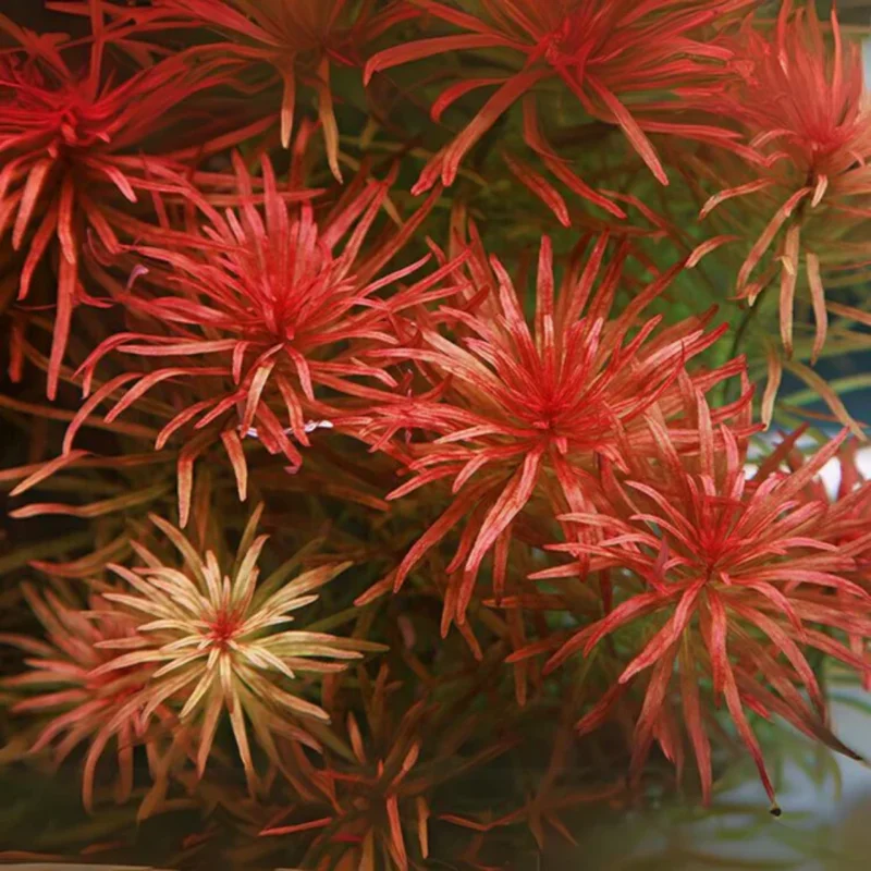 7 Rotala Walichii Plants Live Aquarium, Whorly Rotala Live Plants for Freshwater Aquarium, Live Plants for Fish Tanks