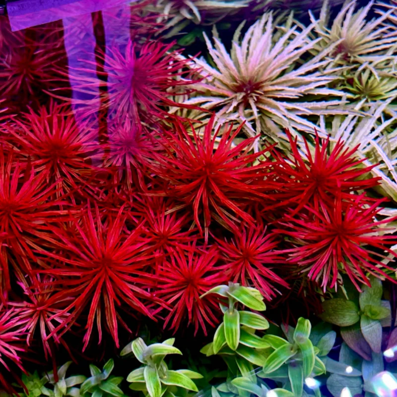 7 Rotala Walichii Plants Live Aquarium, Whorly Rotala Live Plants for Freshwater Aquarium, Live Plants for Fish Tanks