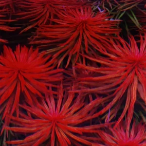 7 Rotala Walichii Plants Live Aquarium, Whorly Rotala Live Plants for Freshwater Aquarium, Live Plants for Fish Tanks