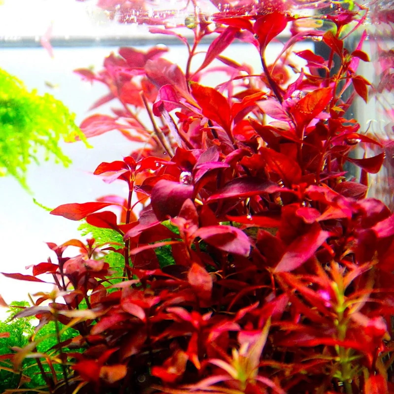 Aquarium Plants Mixed Stems, No Root, 7 Red Species Aquarium Plants Live Freshwater, Live Fish Tank Plants