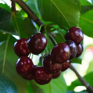 2 Black Cherry Trees Live Bareroot, Sweet Cherry Plants Live, 1-2 Feet Tall, Ready for Outdoor Planting