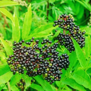 4 American Elderberry Plants Live Bareroots, 12-18 Inc Tall, Black Elderberries Trees Shrubs Live Plant, Edible Berries Fast Growing