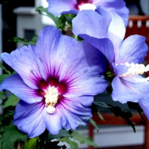 2 Rose of Sharon Shrubs, Althea Hibiscus Plants Live, Beautiful Blooms, Hibiscus Syriacus Tree Live Plant