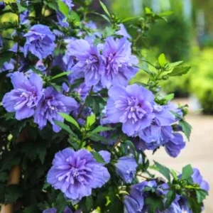 2 Rose of Sharon Shrubs, Althea Hibiscus Plants Live, Beautiful Blooms, Hibiscus Syriacus Tree Live Plant